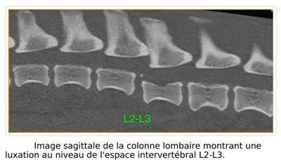 Grave luxation entre 2 vertèbres - Clinique veterinaire du Vernet