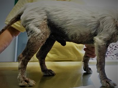 Chien avec demangeaison /Dermatologie - Clinique du Vernet