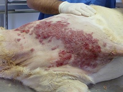 Chien atteint d'un cancer cutané / Dermatologie - Clinique du Vernet