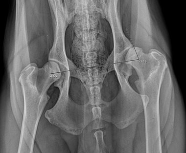 Malformation des hanches chez un chiot  - Clinique du Vernet