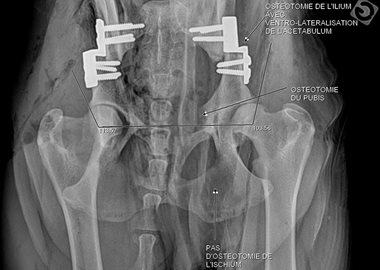 Traitement de la dysplasie des hanches - Clinique veterinaire de la Vernet