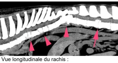 Malformations vertébrales chez un Bouledogue Français  - Clinique vétérinaire du Vernet
